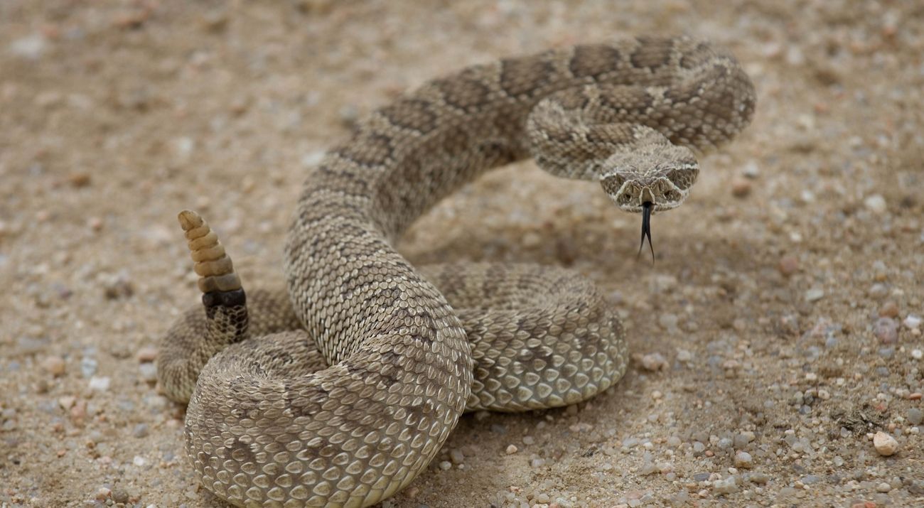 Mangum Rattlesnake Derby snake photo